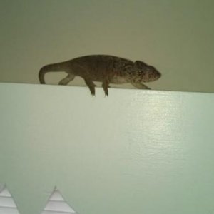 Fred's 2nd great escape.