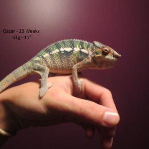 20 Weeks
