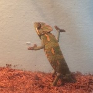 climbing around
