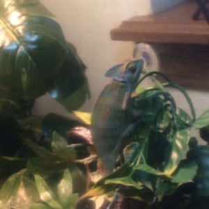regi climbing