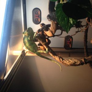 Start from the mid-Nov, she became active. she was always climbing.  She even walk down to the bottom of the cage.  And when I brought her the feeding