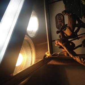lights we are using