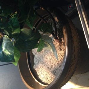 we use a 12" flower pot filled 3/4 sand. we made it Moist and fluffy.