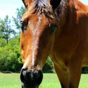 My Tennessee walker, Doc :) I've had him since he was 2. He is almost 15 now