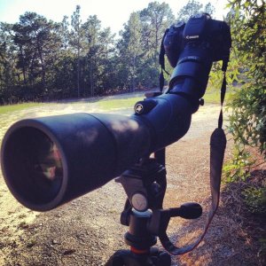 My digiscoping set up. Vortex Viper 20-60x80, with digiscoping rings, and my canon t3i