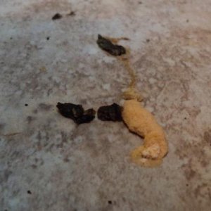 Fred's last poo