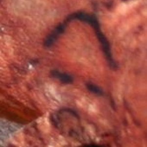 Do you see the face?