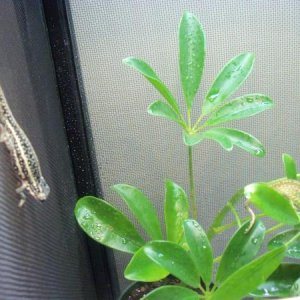 Pair
