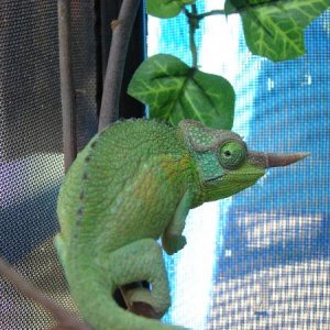 my old female.
pic taken  by guido rulof, the previous owner