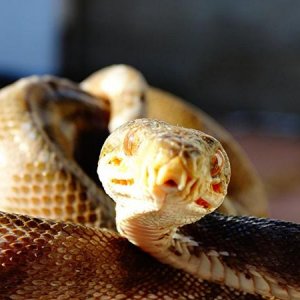 CBB amazon tree boa Female