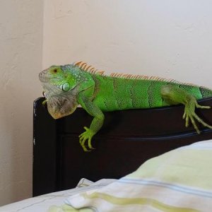 Female green iguana