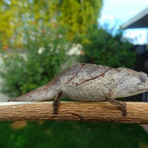 Male Rhampholeon temporalis