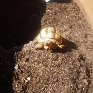 Geochelone chilensis