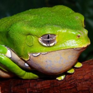 Phyllomedusa bicolor