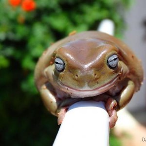 Blue eyed whites tree frog