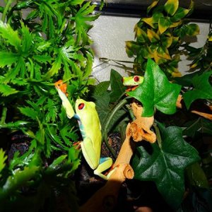 Red eyed tree frog