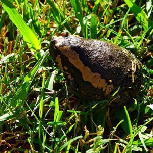 Chubby frog R.I.P