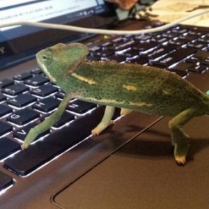 checking the forums