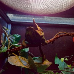 I dont always eat worms..but when I do, I choose silkworms...stay classy my friends