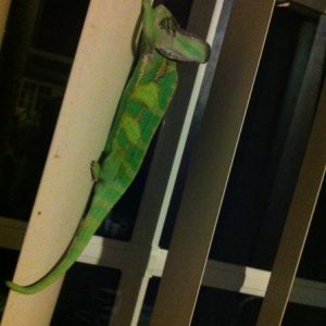 He has a fascination with blinds
