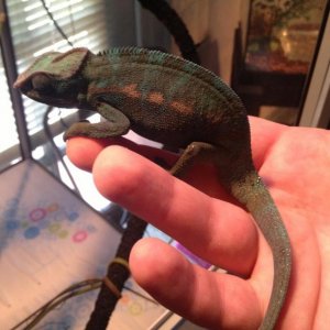 First day I got shooter. 4 1/2 months old