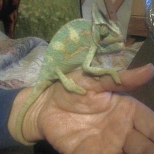 Stevie the day i got him