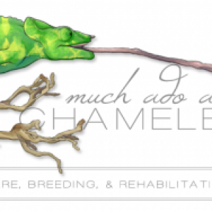 The header for my Much Ado About Chameleons blog, featuring a Meller's chameleon.