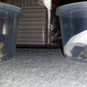 Christmas Eve: Received just in time for Christmas gifts!
Of course they were moved into their new 'home' immediately.