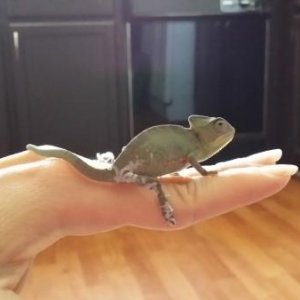 This is Godzilla. I anticipate him to have orange, yellow, green, and blue coloring similar to his pop.
He had already begun to shed... He's a health