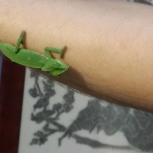 Camo exploring my hubby's arm
:D