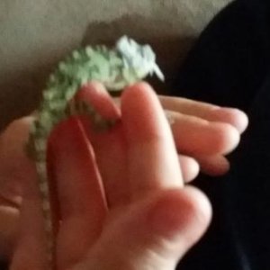 Godzilla (on my nephew's hand) showing off his fresh skin.