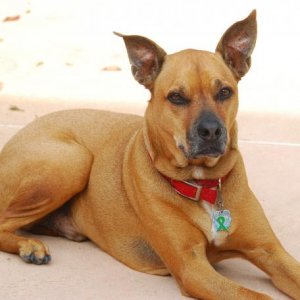 Red Just shy of 11 years old  3/31/13   #612