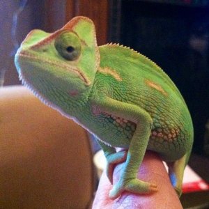 Ziggy 4-5 months old