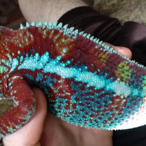 Heres double rainbow before he shed. He is an ambanja