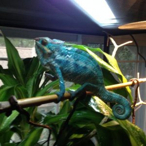Male nosey be of mine, 9 months when this pic was taken