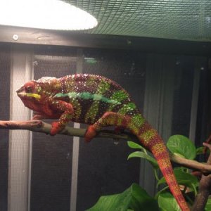 red boy looks like hes going to be shedding anytime.