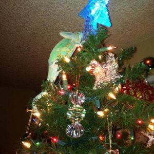 2013 Crayola in my Christmas tree