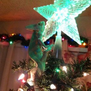 2013 Crayola in my Christmas tree