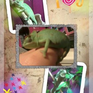 Crayola Collage