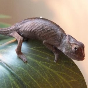 Not long after I first got him approx 4 months old