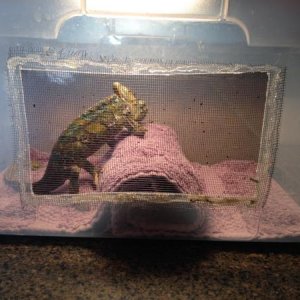 George is his hospital cage
