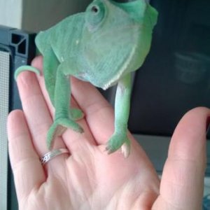 Like a little kid, he only wants my phone!