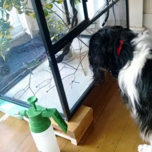 This is one of our dogs, Friday.  Took her two weeks to realize that Rory was alive... she barked for ten minutes.  Now she ignores him completely!  h