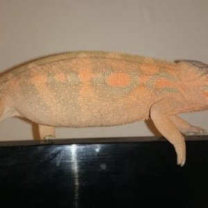 DSC 9886