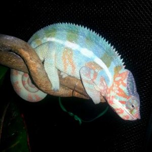 5 1/2 months old