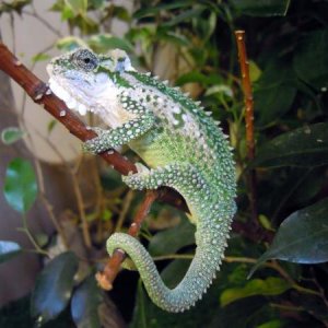 female from sunset pastel line