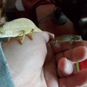 Beru to the left and Owen to the right