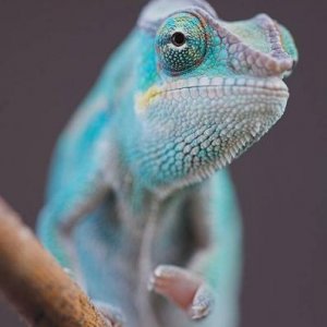 Panther Chameleon - Nosy Be.