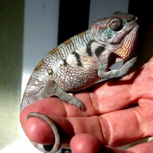 Chakra - Sire Mojo (Pinellas County Reptiles) female 4.5 months old