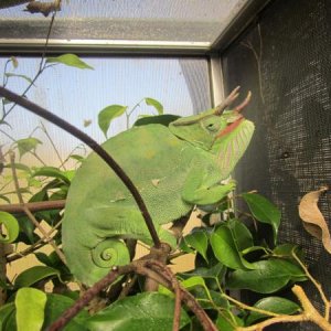 GreenhouseTanzaniaTrioceros2